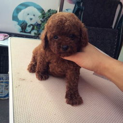 瘋狂熱售的玩具迷你茶杯泰迪熊 簽健康協議送用品，武漢寵物狗專屬福利