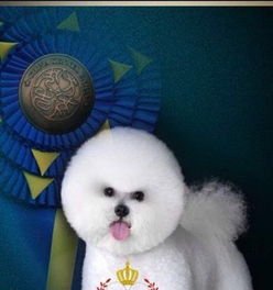 寵物用品全方位指南 寄養、洗澡、美容與日常用品選擇